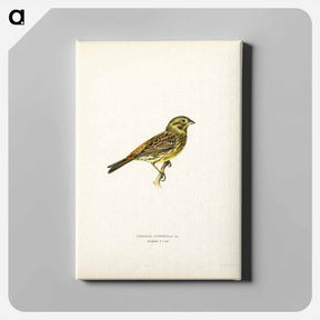 アートパネル-Yellowhammer Female
 - スヴェンスカ フォグラル Canvas.