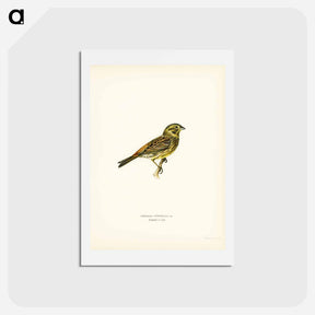 アートポストカード-Yellowhammer Female
 - スヴェンスカ フォグラル Postcard.