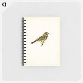 アートメモ帳-Yellowhammer Female
 - スヴェンスカ フォグラル Memo.