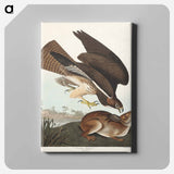 アートパネル-Common Buzzard from Birds of America
 - アメリカの鳥たち Canvas.