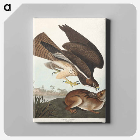 アートパネル-Common Buzzard from Birds of America
 - アメリカの鳥たち Canvas.