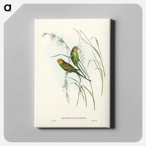 アートパネル-Warbling Grass-Parakeet
 - オーストラリアの鳥 Canvas.