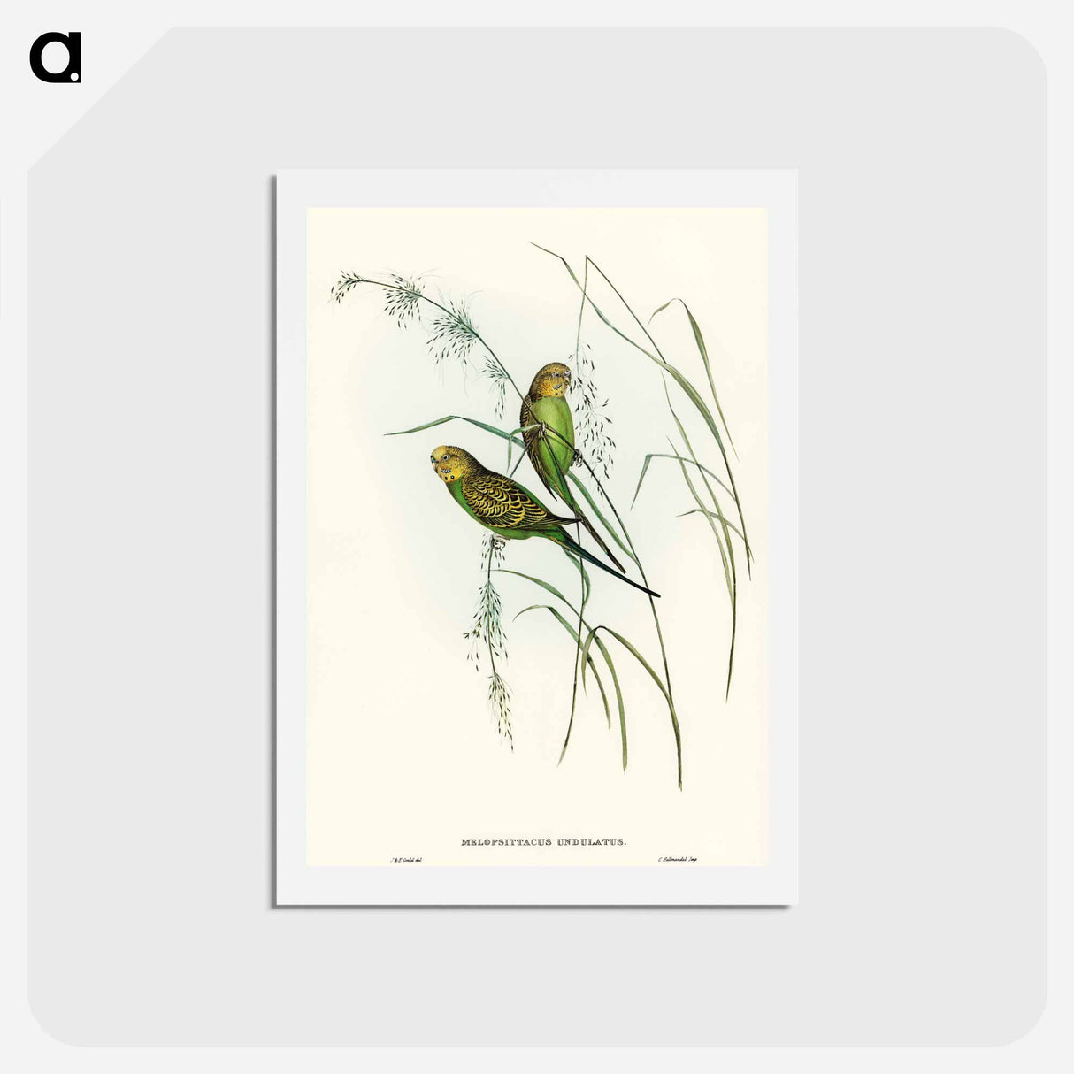アートポストカード-Warbling Grass-Parakeet
 - オーストラリアの鳥 Postcard.