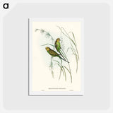 アートポストカード-Warbling Grass-Parakeet
 - オーストラリアの鳥 Postcard.