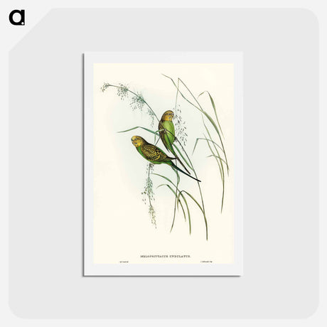 アートポストカード-Warbling Grass-Parakeet
 - オーストラリアの鳥 Postcard.