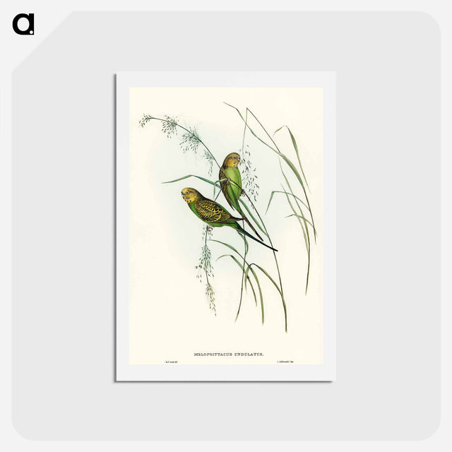 アートポストカード-Warbling Grass-Parakeet
 - オーストラリアの鳥 Postcard.
