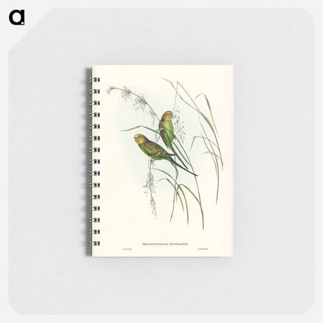 アートメモ帳-Warbling Grass-Parakeet
 - オーストラリアの鳥 Memo.
