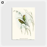 アートポストカード-Warbling Grass-Parakeet
 - オーストラリアの鳥 Postcard.