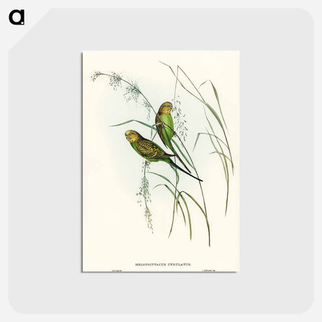 アートポストカード-Warbling Grass-Parakeet
 - オーストラリアの鳥 Postcard.