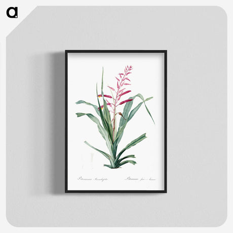 1-87_The-Lilies_blk-crop