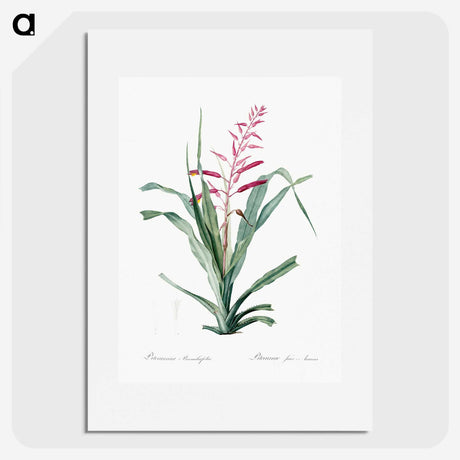 1-87_The-Lilies_picture