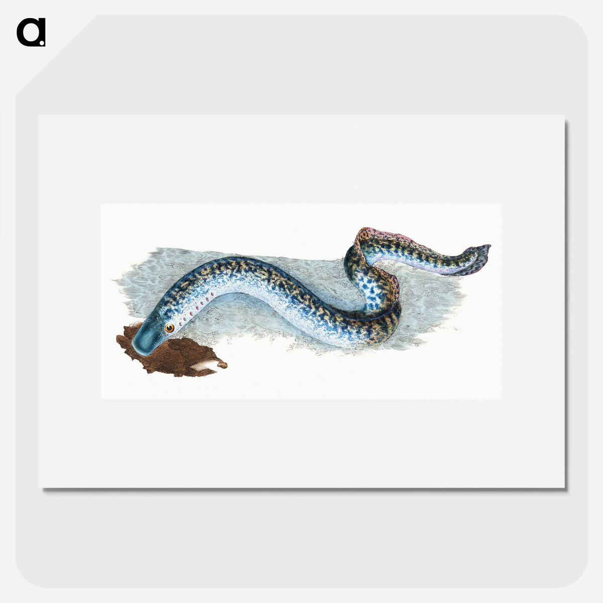 1-87_The-Natural-History-of-British-Fishes_picture