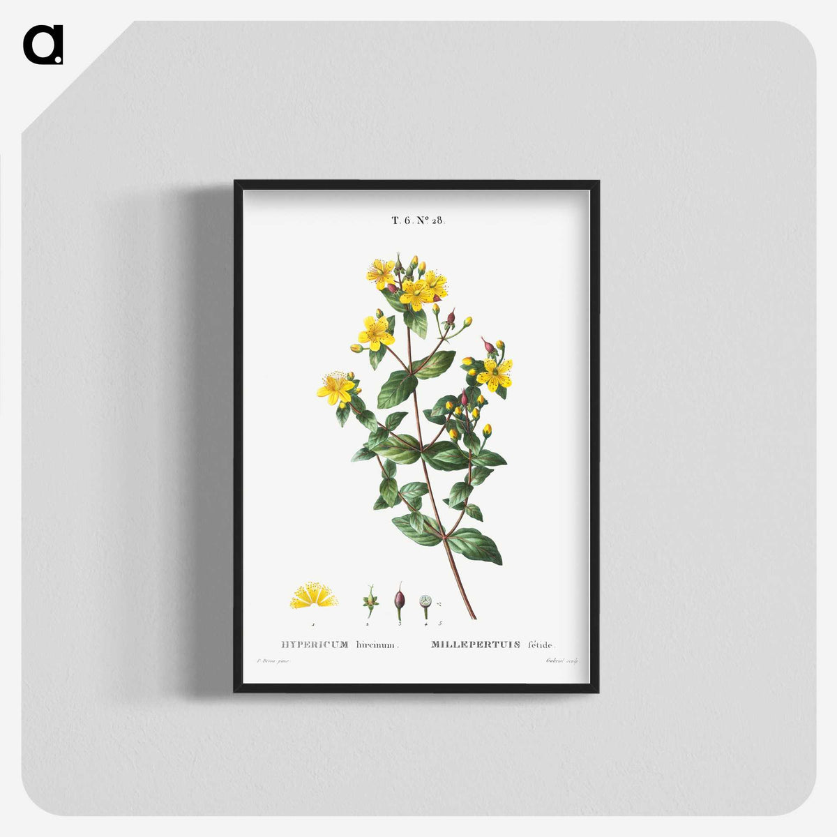 1-87_Treatise-on-Trees-and-Shrubs_blk-crop