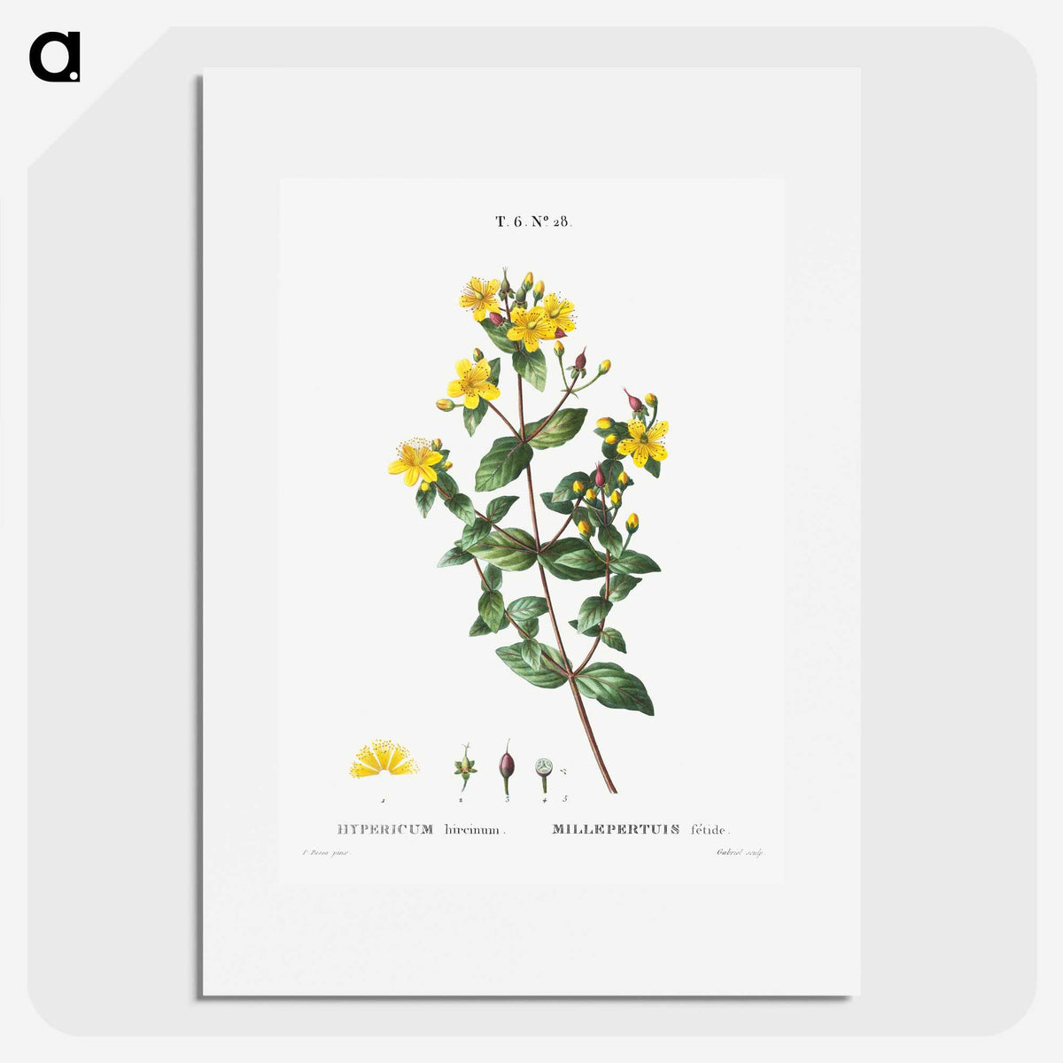 1-87_Treatise-on-Trees-and-Shrubs_picture