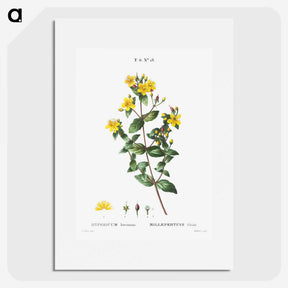 1-87_Treatise-on-Trees-and-Shrubs_picture