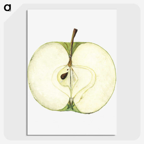 1-87_USDA-Watercolor-Fruit-Painting-Collection_picture-crop