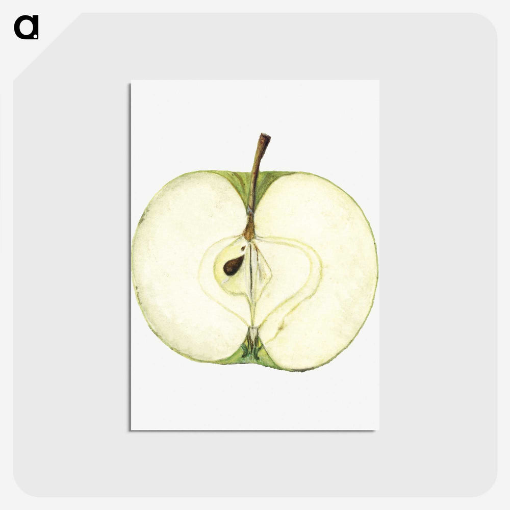 1-87_USDA-Watercolor-Fruit-Painting-Collection_postcard
