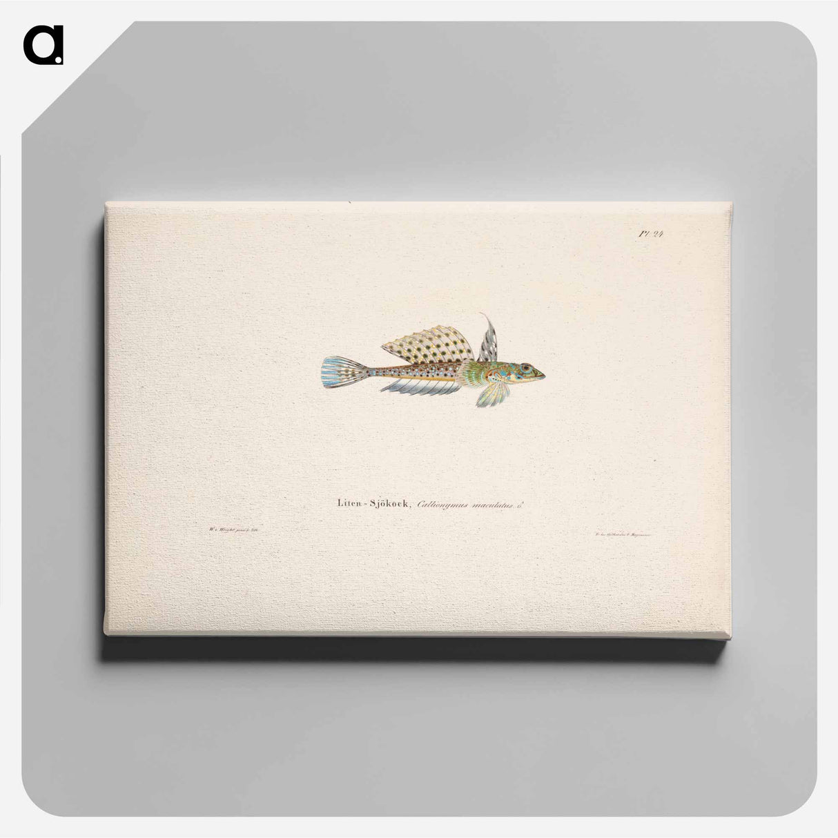 Spotted dragonet, male - ヴィルヘルム フォン ライト Canvas.
