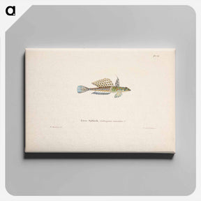 アートパネル-Spotted dragonet, male - ヴィルヘルム フォン ライト Canvas.