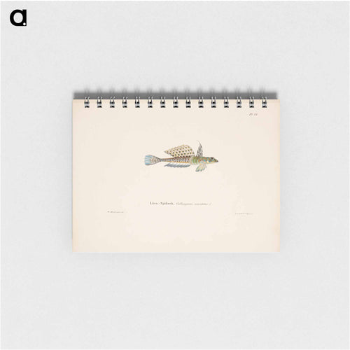 Spotted dragonet, male - ヴィルヘルム フォン ライト Memo.