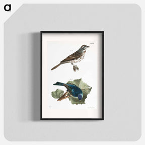 アートポスター-Song Sparrow (Fringilla melodia) 157. Indigo-bird (Spiza cyanea) illustration from Zoology of New York by James Ellsworth De Kay. - ニューヨークの動物学 Poster.