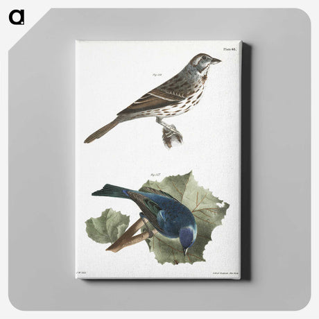 1-87_Zoology-of-New-York_canvas