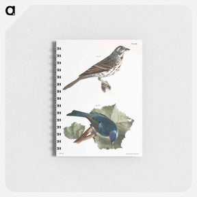 アートメモ帳-Song Sparrow (Fringilla melodia) 157. Indigo-bird (Spiza cyanea) illustration from Zoology of New York by James Ellsworth De Kay. - ニューヨークの動物学 Memo.