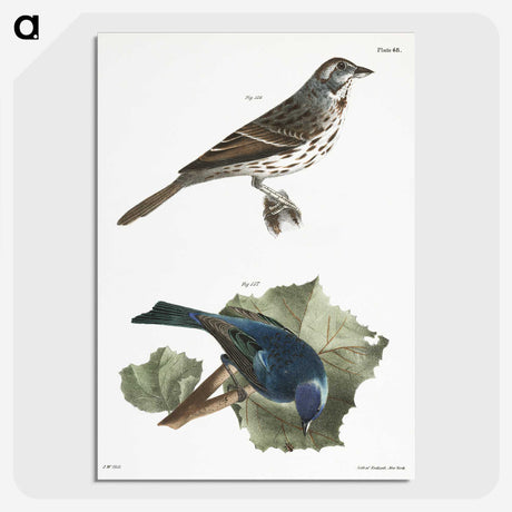 1-87_Zoology-of-New-York_picture-crop