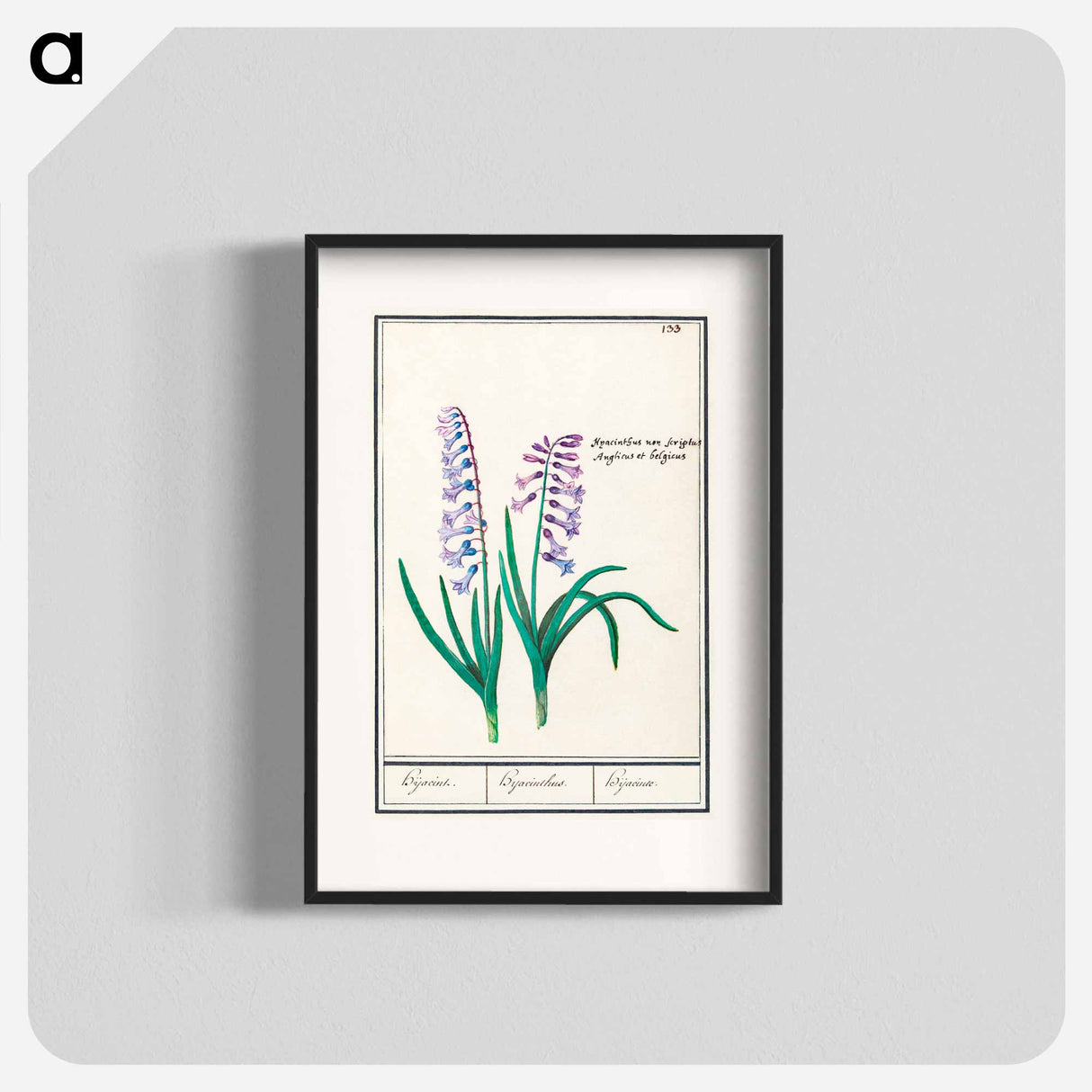 Hyacinth - アンセルムス ボエティウス デ ブート Poster.