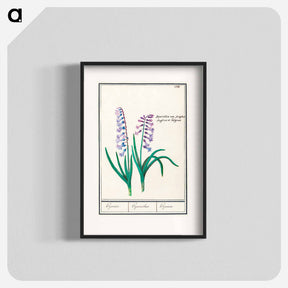 アートポスター-Hyacinth - アンセルムス ボエティウス デ ブート Poster.
