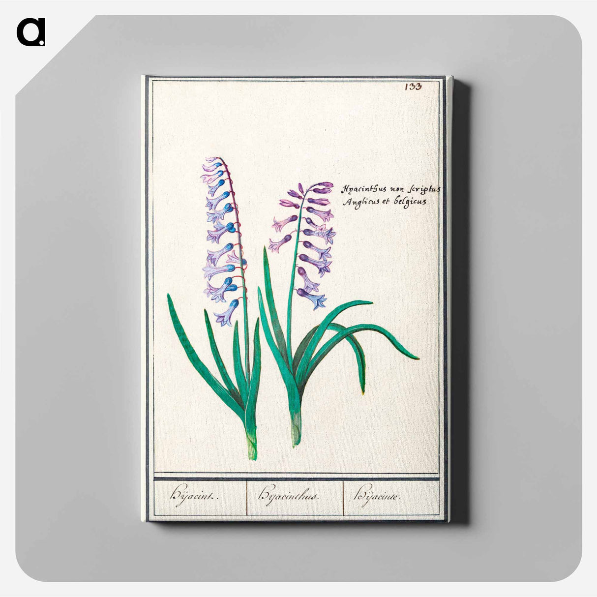 Hyacinth - アンセルムス ボエティウス デ ブート Canvas.