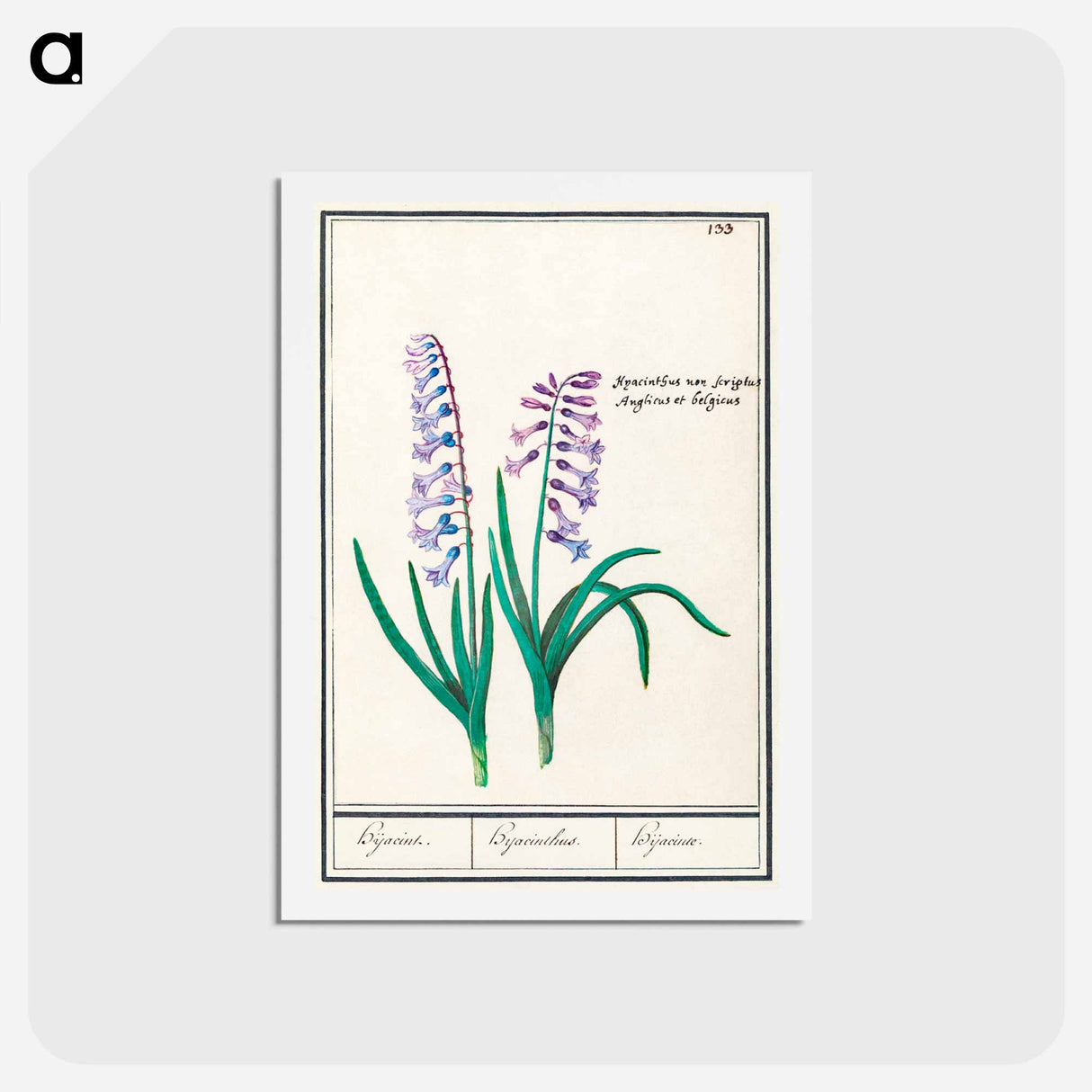 アートポストカード-Hyacinth - アンセルムス ボエティウス デ ブート Postcard.