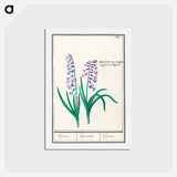 アートポストカード-Hyacinth - アンセルムス ボエティウス デ ブート Postcard.