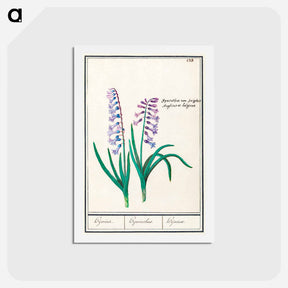 アートポストカード-Hyacinth - アンセルムス ボエティウス デ ブート Postcard.