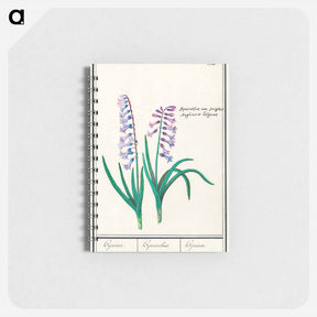 アートメモ帳-Hyacinth - アンセルムス ボエティウス デ ブート Memo.