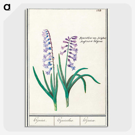 1-88_Anselmus-Boetius-de-Boodt_picture-crop