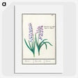 1-88_Anselmus-Boetius-de-Boodt_picture