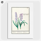1-88_Anselmus-Boetius-de-Boodt_picture