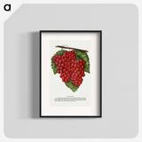 1-88_Botanical-Specimen-Plates_blk