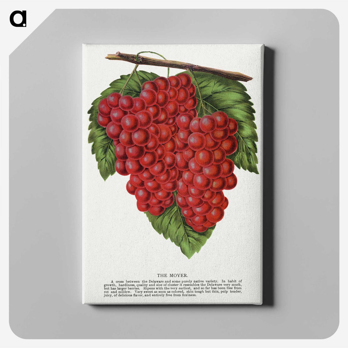 1-88_Botanical-Specimen-Plates_canvas