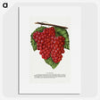 1-88_Botanical-Specimen-Plates_picture