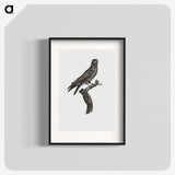 1-88_Des-Oiseaux-de-Paradis_blk