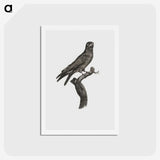 1-88_Des-Oiseaux-de-Paradis_hagaki