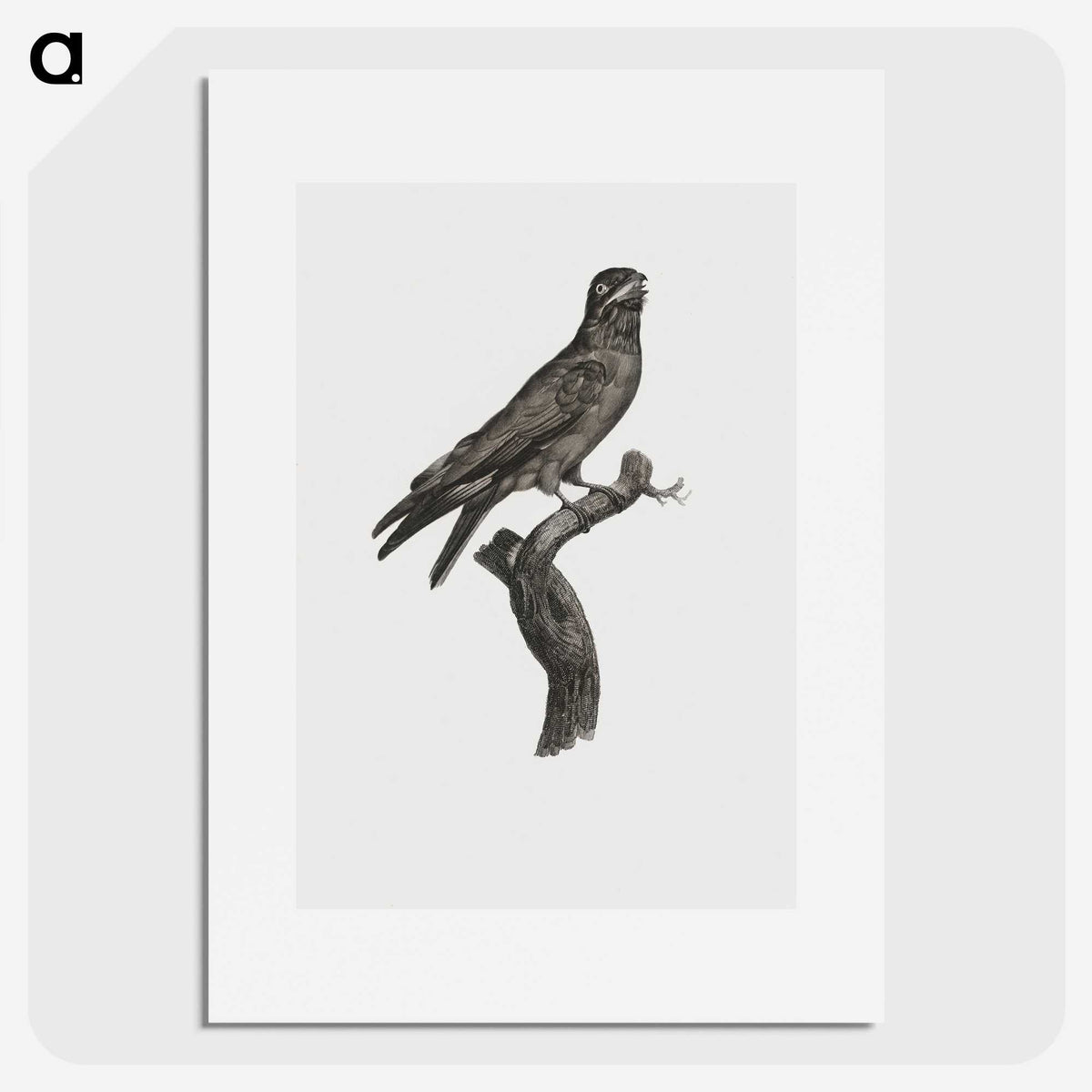 1-88_Des-Oiseaux-de-Paradis_picture