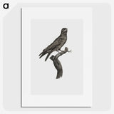 1-88_Des-Oiseaux-de-Paradis_picture