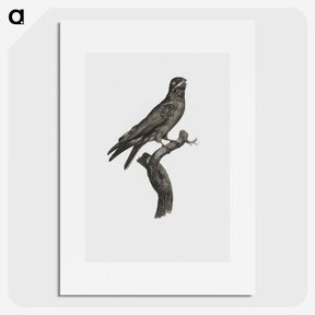 1-88_Des-Oiseaux-de-Paradis_picture