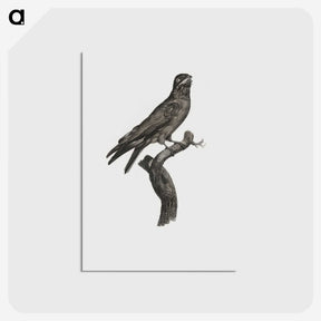 1-88_Des-Oiseaux-de-Paradis_postcard