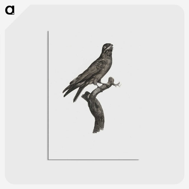 1-88_Des-Oiseaux-de-Paradis_postcard