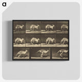 1-88_Eadweard-Muybridge_blk-crop