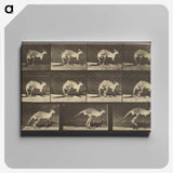 1-88_Eadweard-Muybridge_canvas